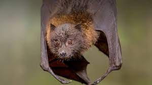 That Bat